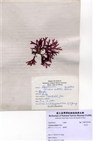 藏品(角叉菜)的圖片